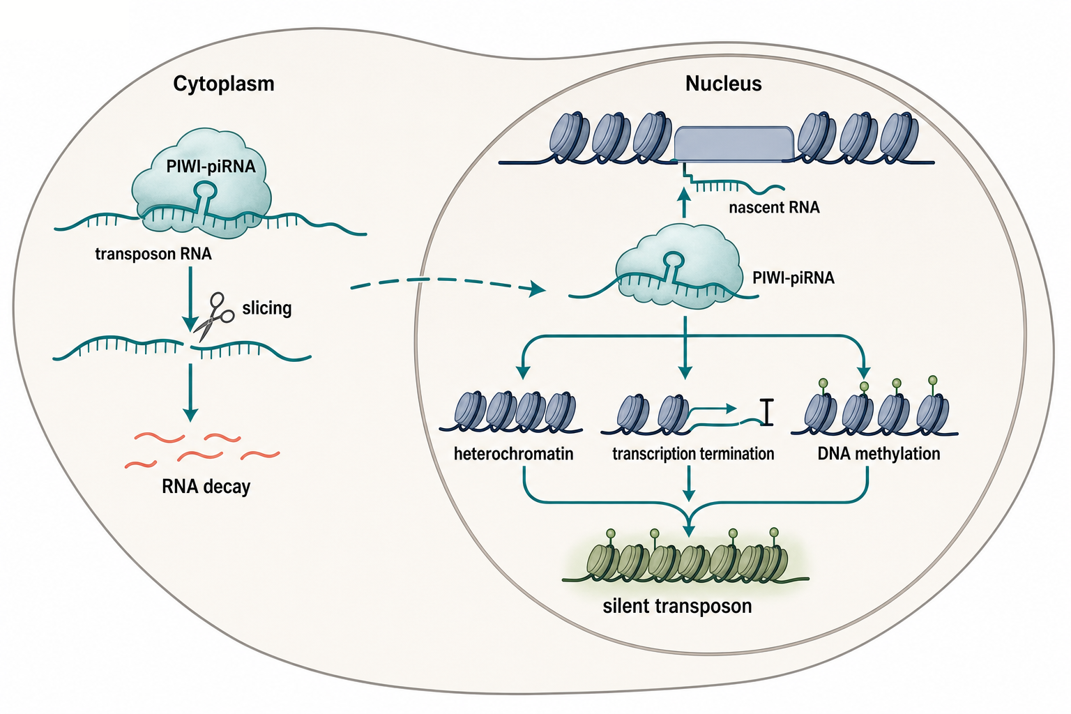 Figure 88.3. Cytoplasmic and nuclear transposon repression branches