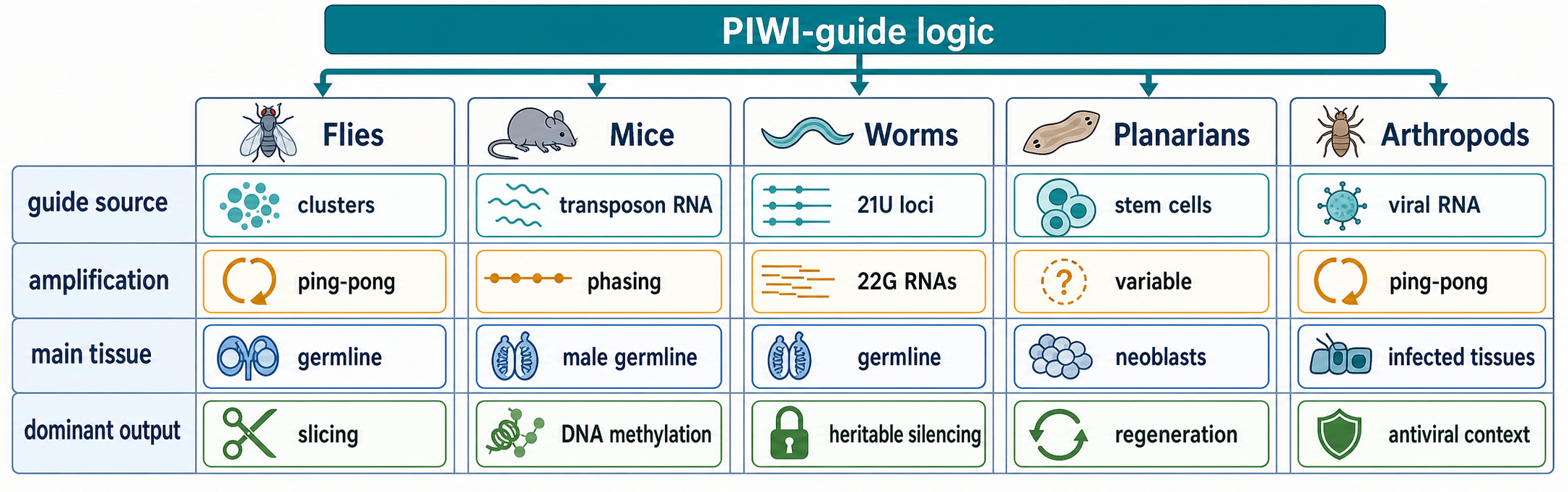 Figure 88.4. Animal diversity of piRNA pathway architectures