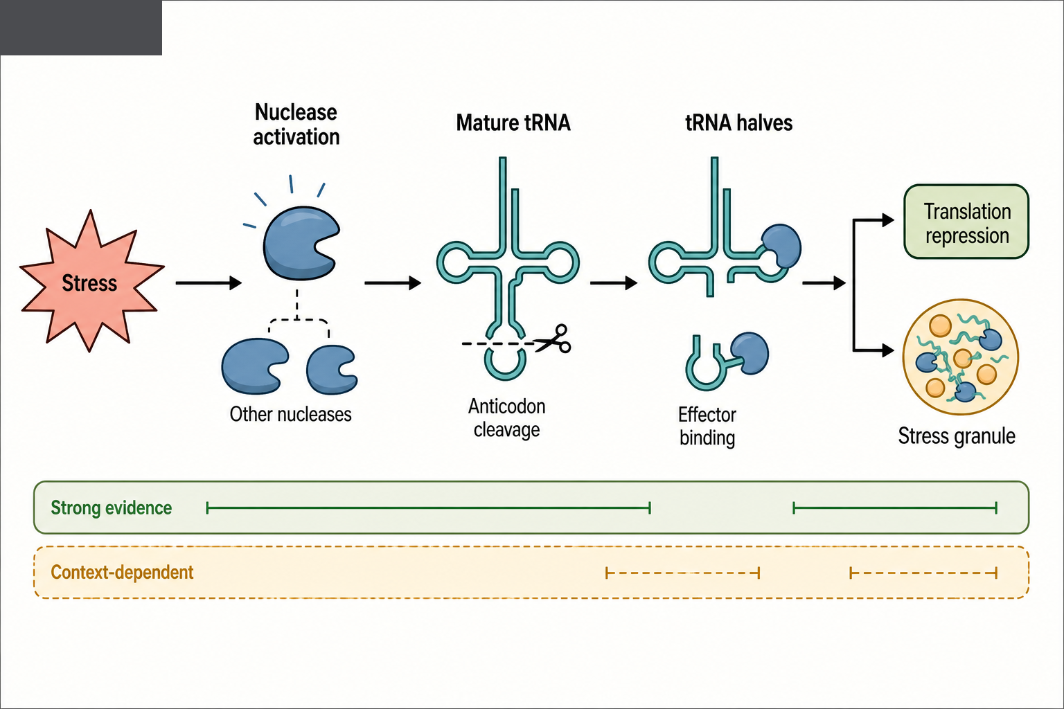 Figure 89.2. Stress-induced tRNA-half production and translation effects