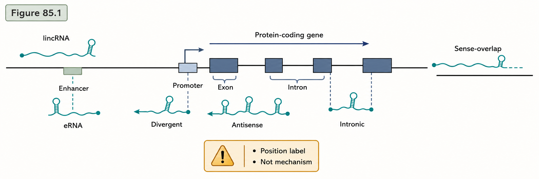 Figure 90.1. Genomic-position classes of lncRNAs