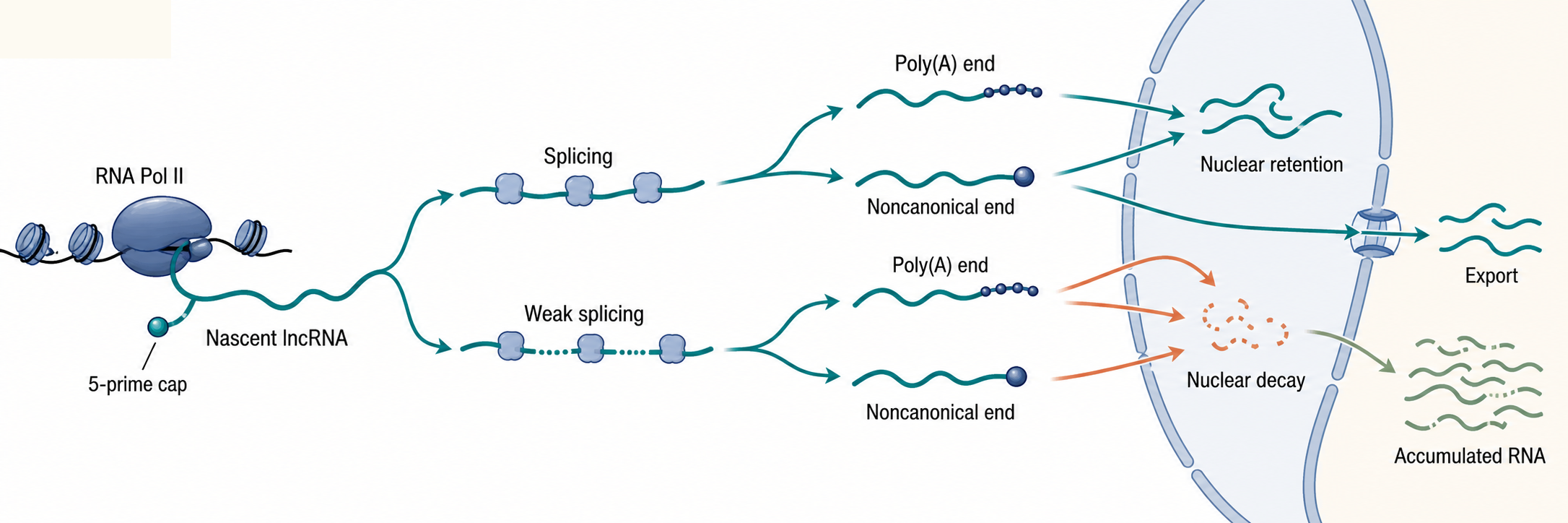 Figure 90.2. Processing itinerary of lncRNA transcripts
