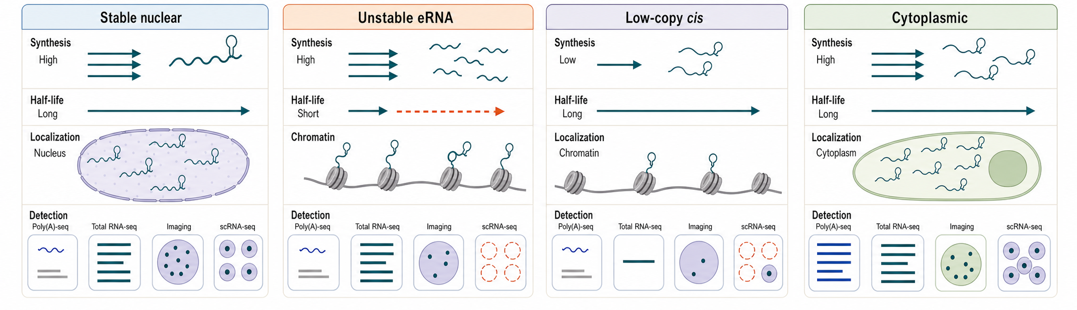 Figure 90.3. Abundance as synthesis minus degradation plus localization