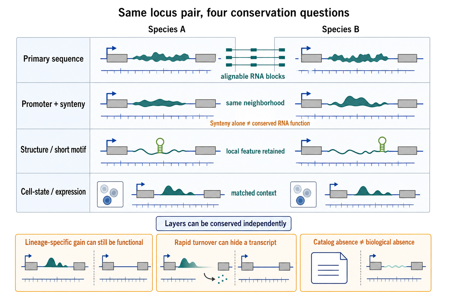Figure 90.5. Four meanings of lncRNA conservation