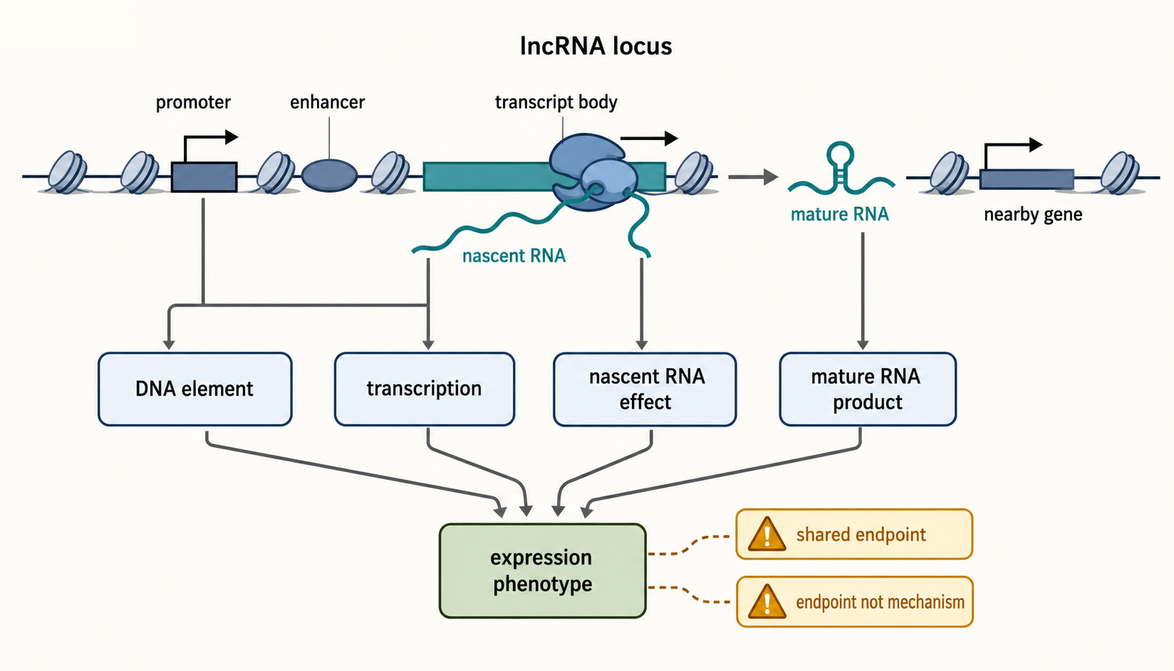 Figure 91.2. Causality Tree at a lncRNA Locus