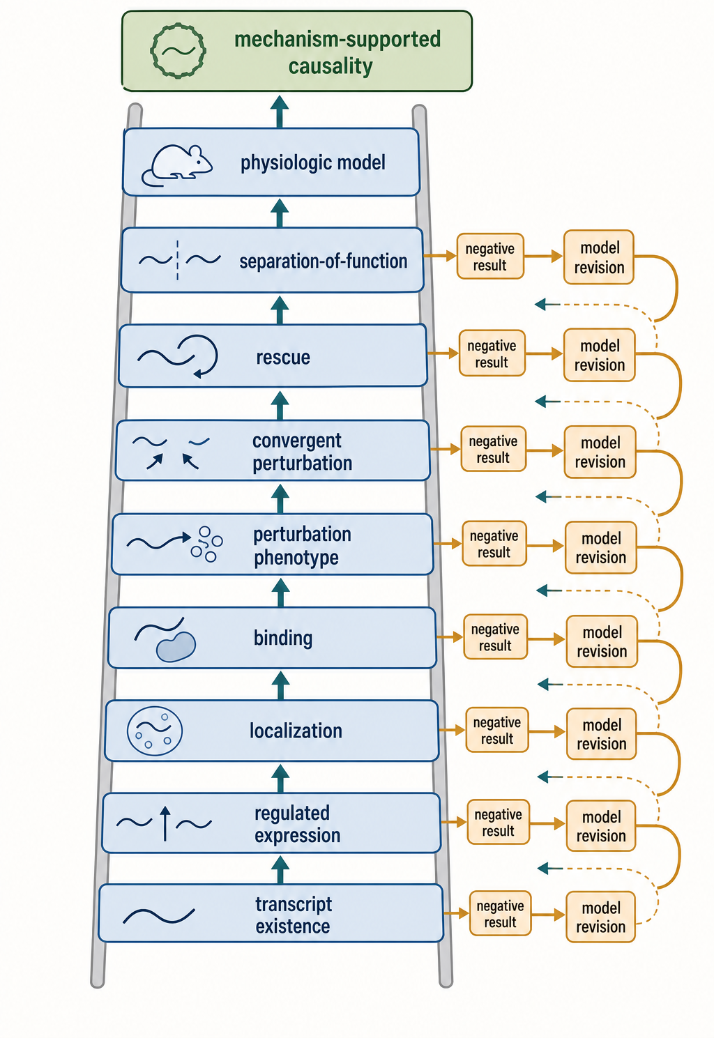 Figure 91.4. Evidence Ladder for lncRNA Functional Claims