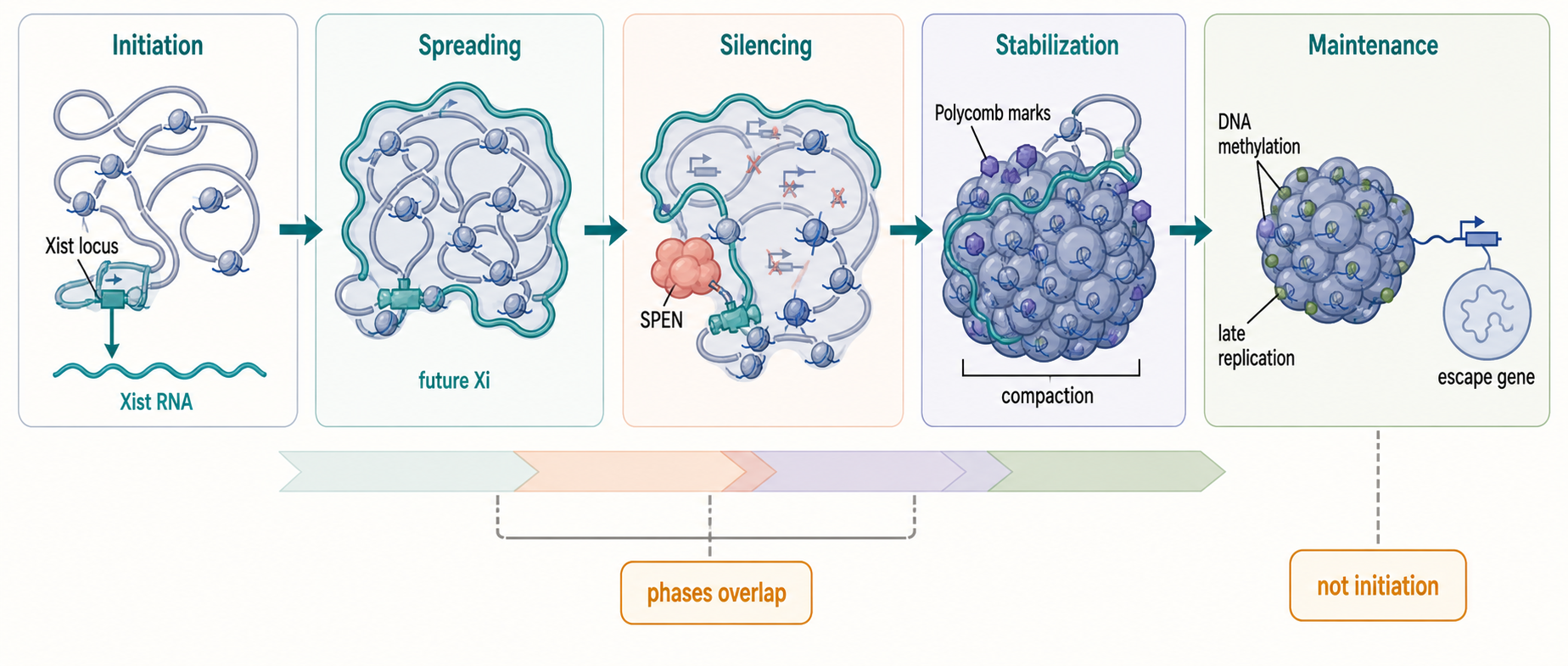 Figure 92.1. Phases of Xist-mediated X-chromosome inactivation