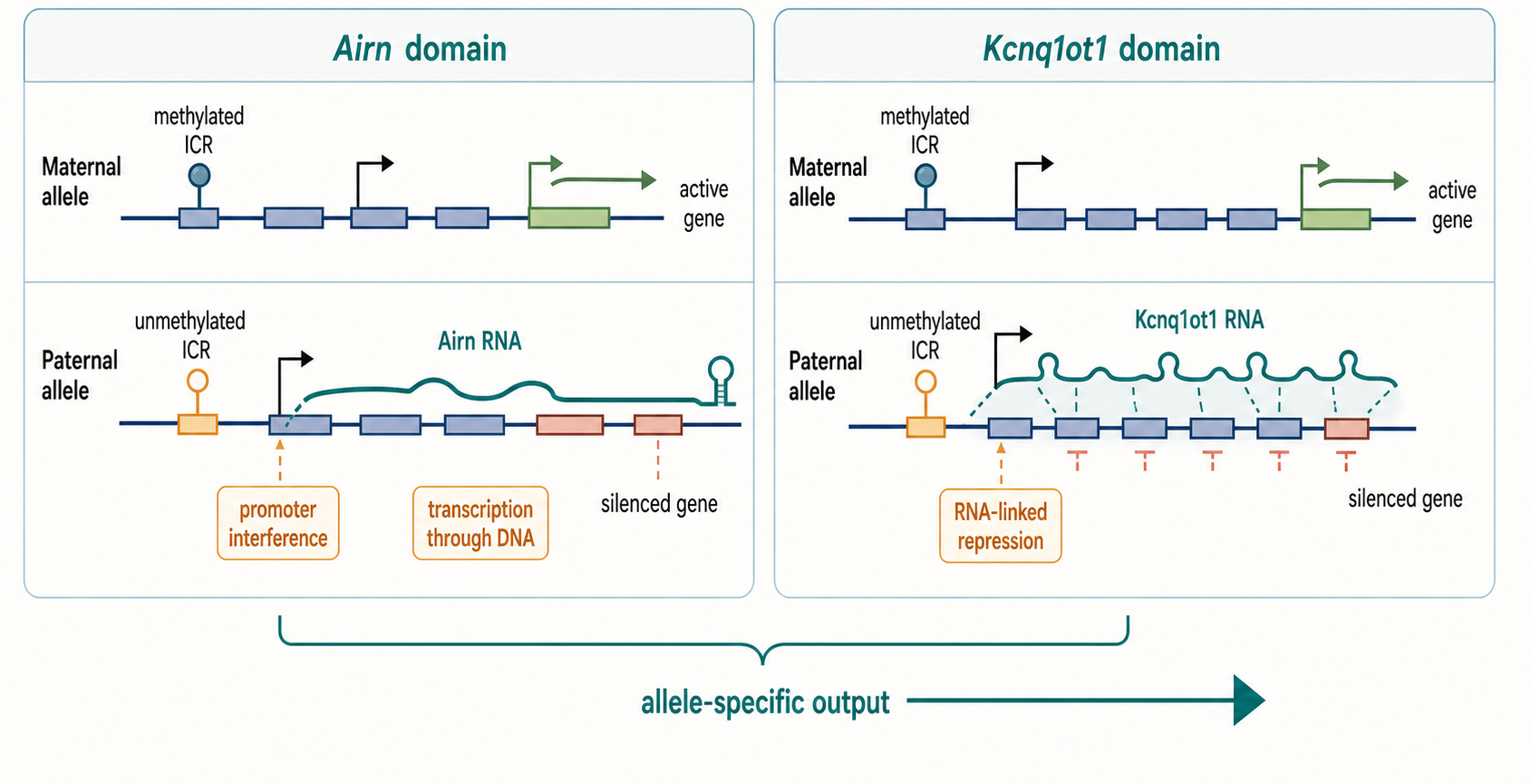 Figure 92.2. Parent-of-origin lncRNA regulation at imprinted domains