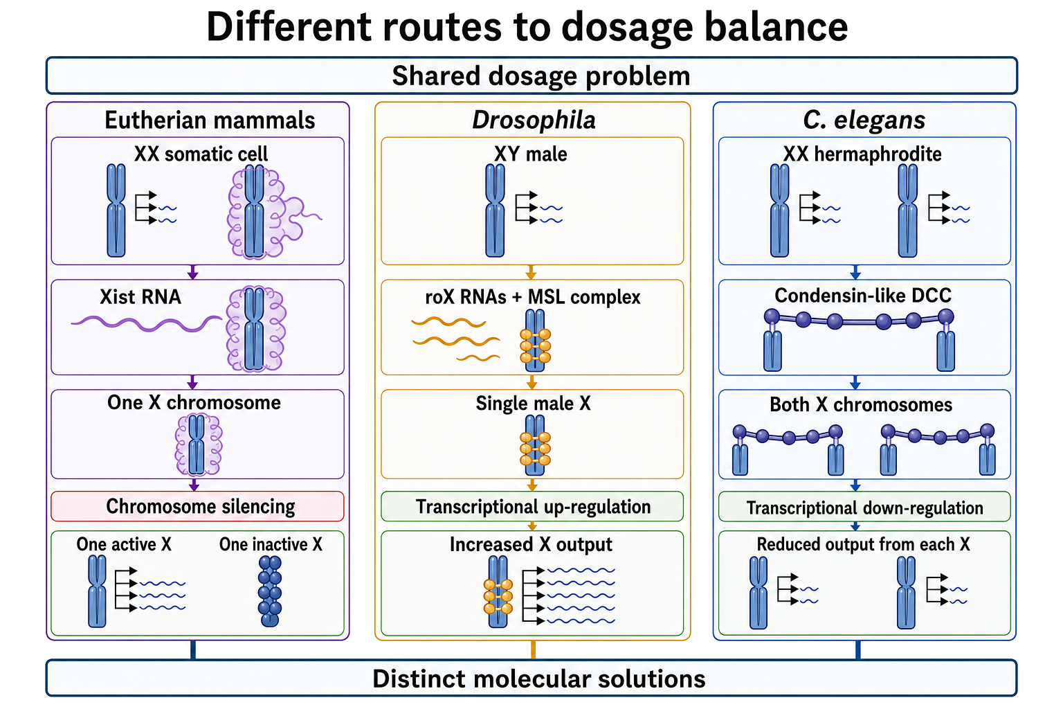 Figure 92.5. Comparative dosage-compensation strategies across animals