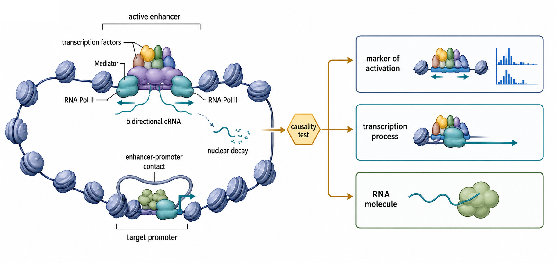 Figure 93.1. Separating enhancer DNA, transcription, and enhancer RNA-product mechanisms