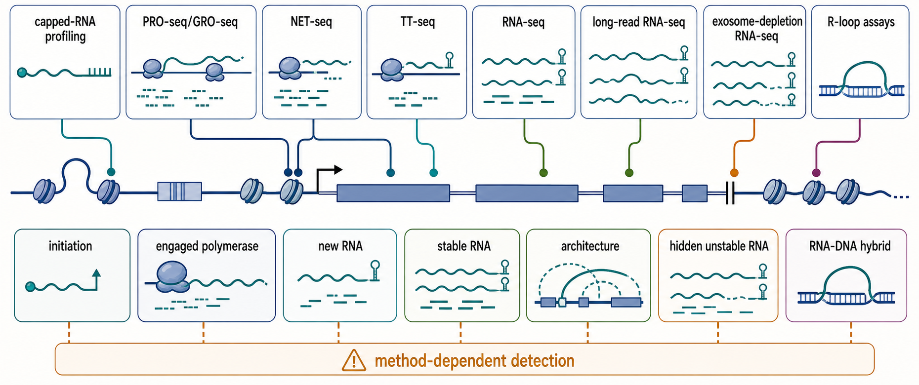 Figure 93.4. Assay and perturbation map for regulatory RNA claims
