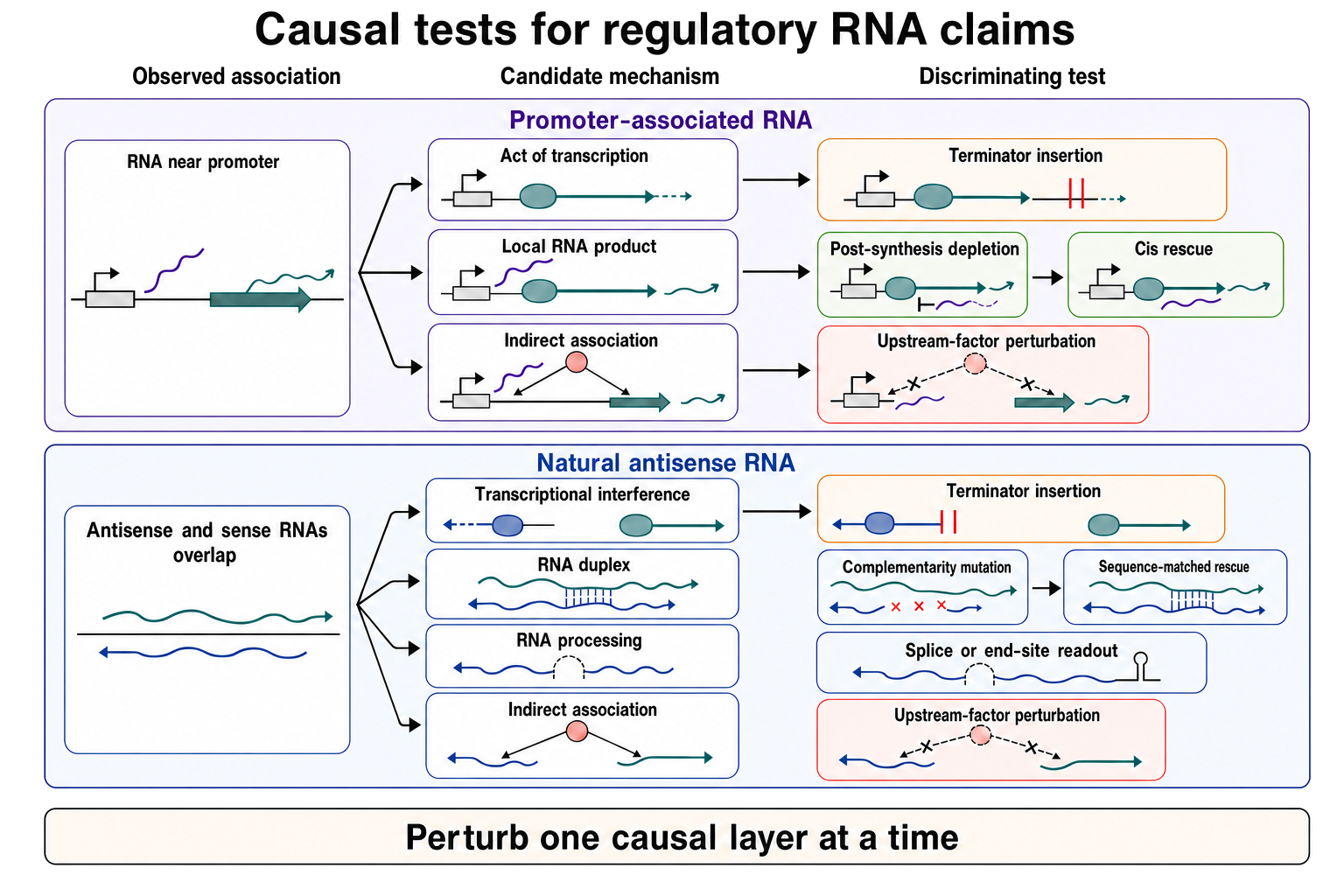 Figure 93.5. Causal tests for promoter-associated and natural antisense RNA mechanisms