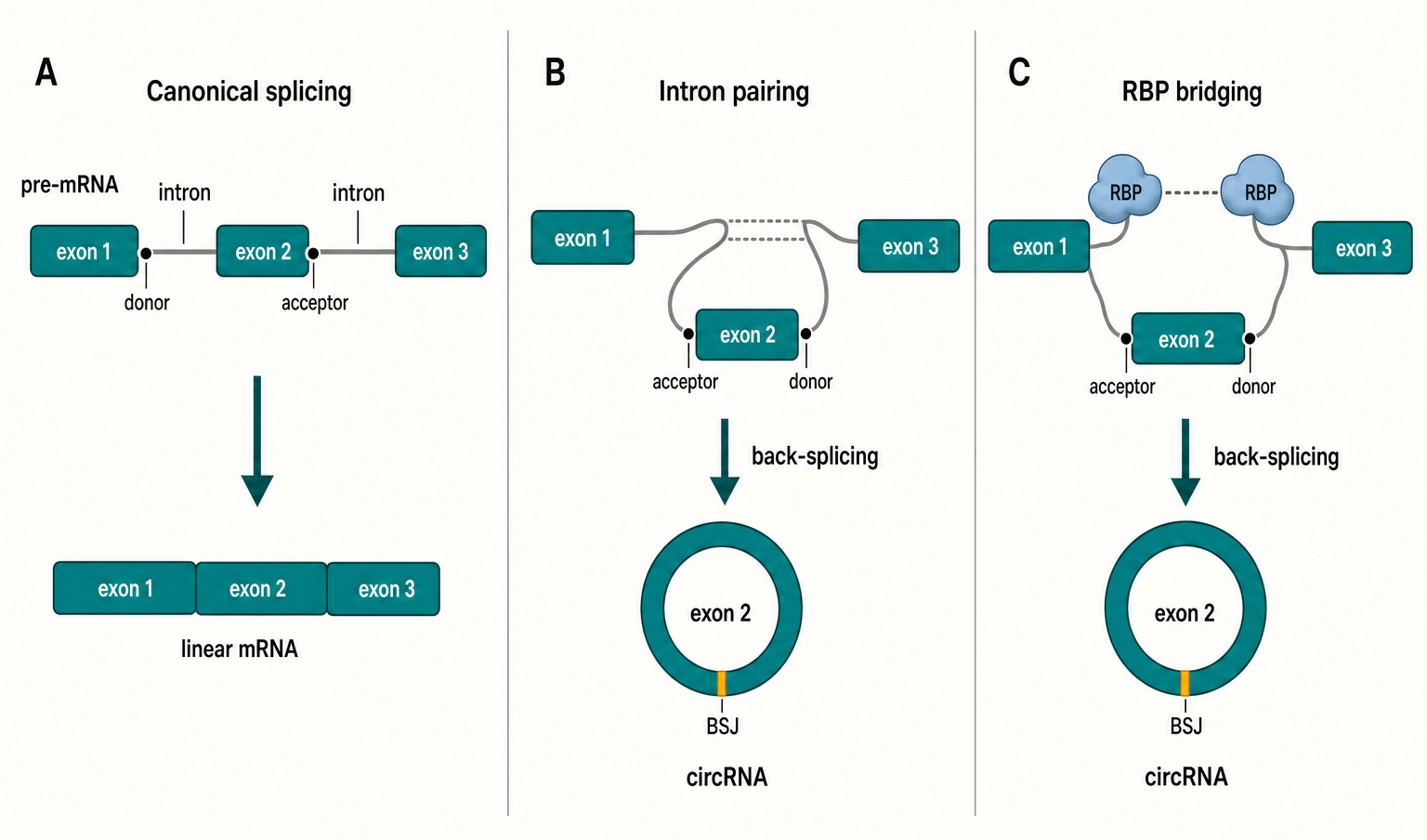 Figure 94.1. Back-Splicing Routes to Exonic circRNAs