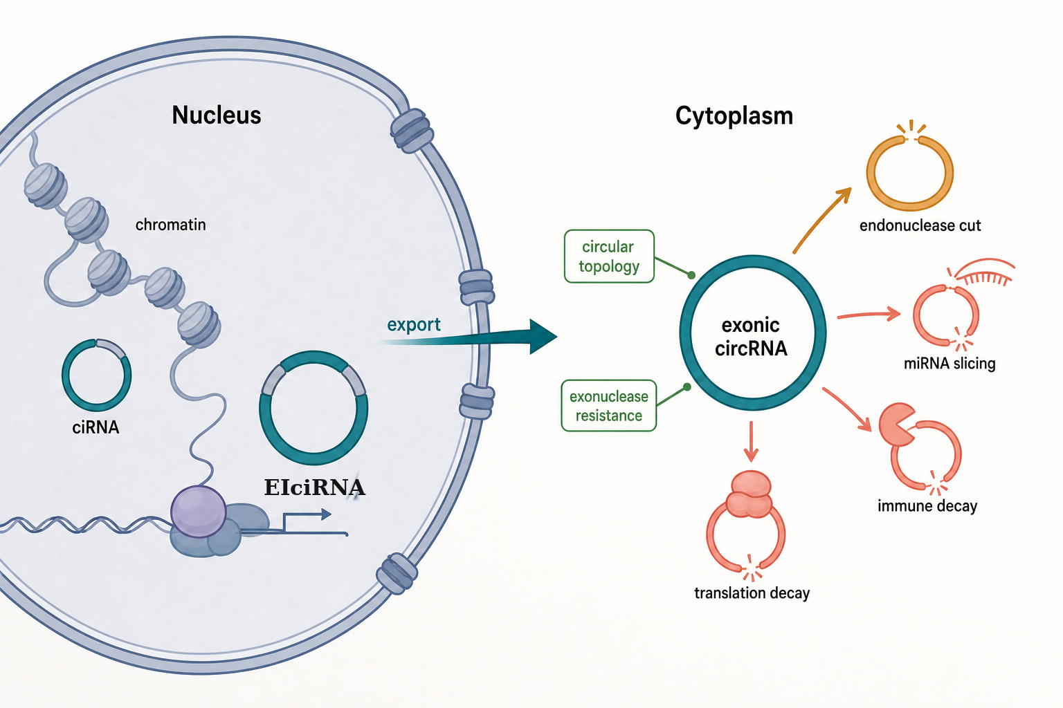 Figure 94.2. Localization, Export, and Turnover States of circRNAs