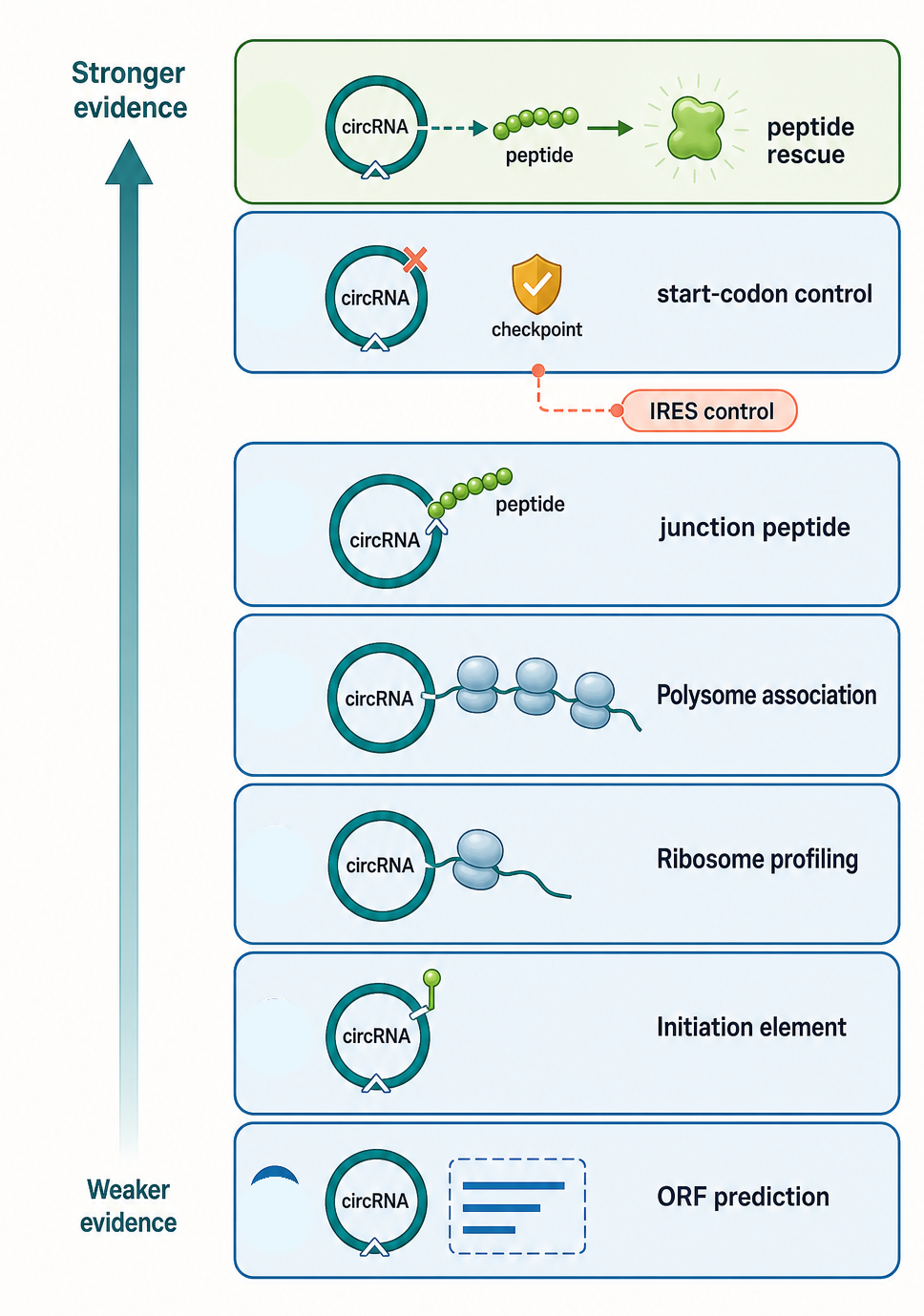 Figure 94.3. CircRNA Translation Evidence Ladder