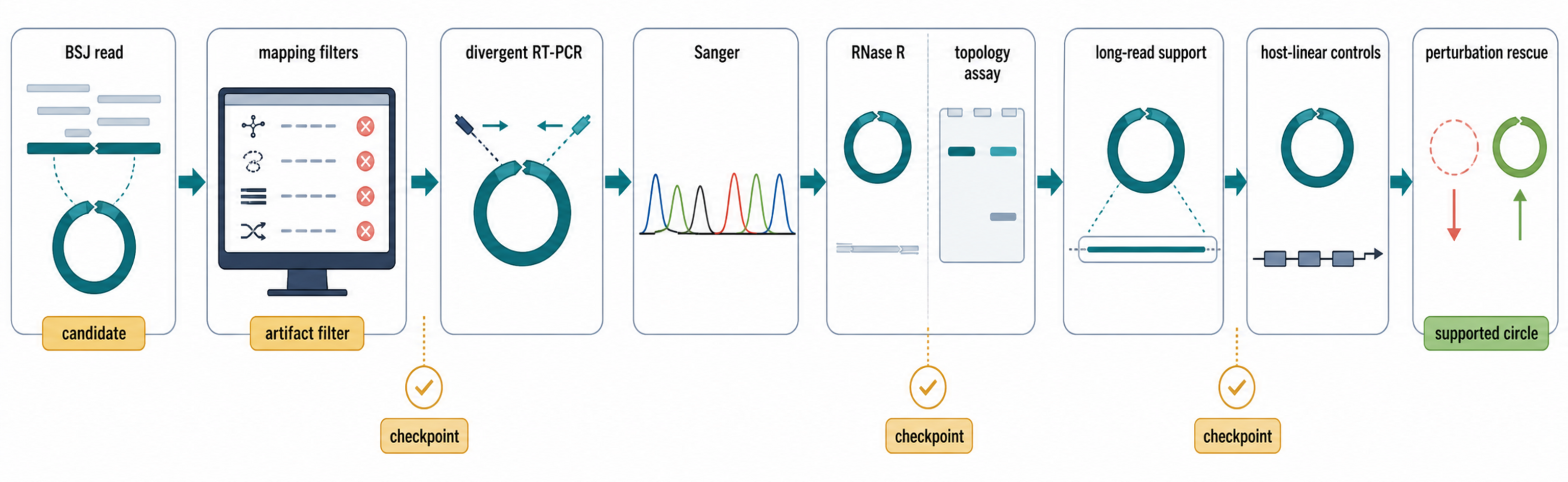 Figure 94.4. circRNA Validation Workflow and Artifact Filters