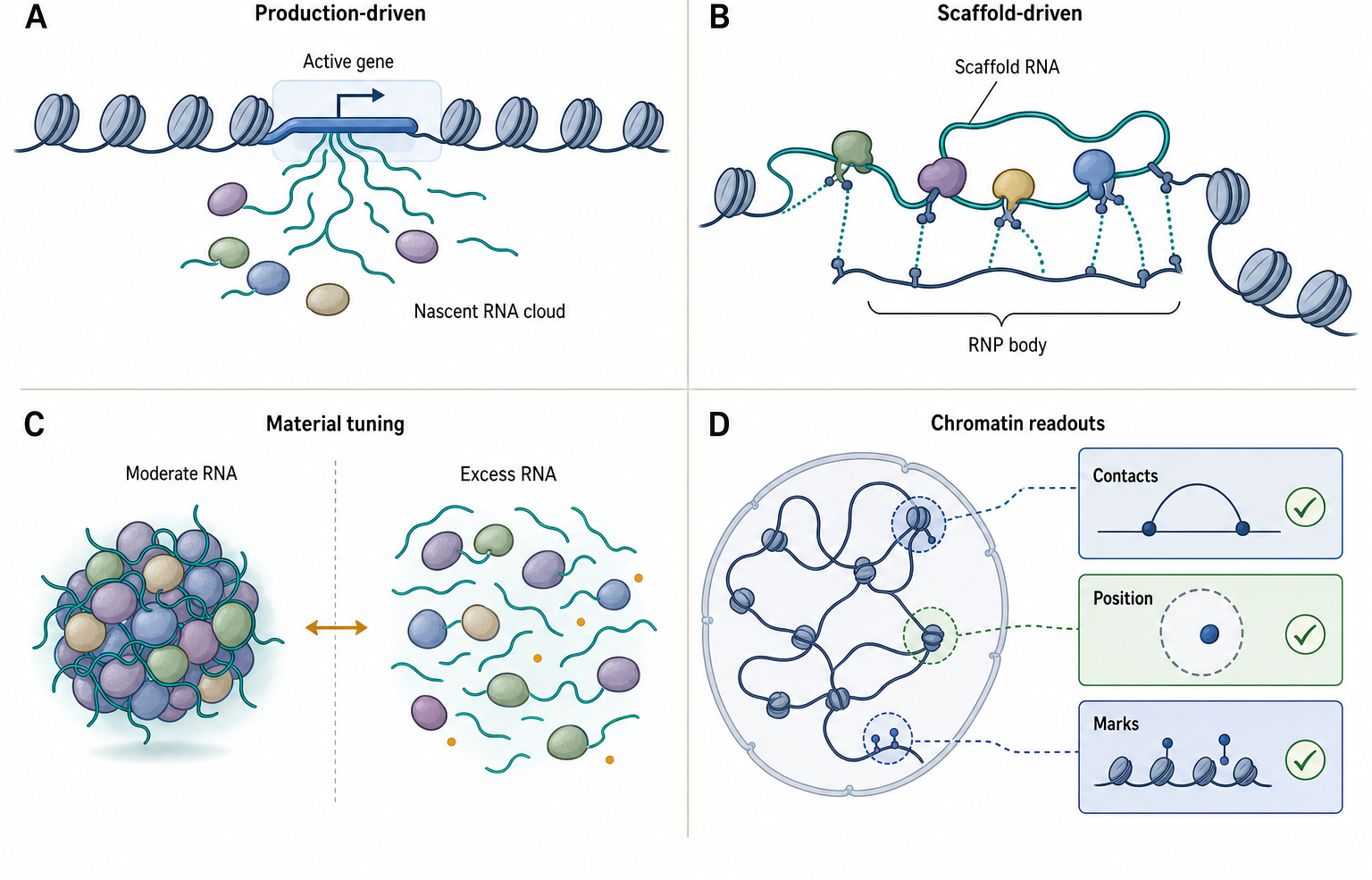 Figure 95.1. Mechanisms by Which RNA Organizes Nuclear Architecture