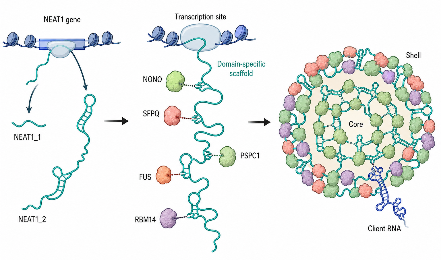 Figure 95.3. NEAT1_2 and Paraspeckle Assembly