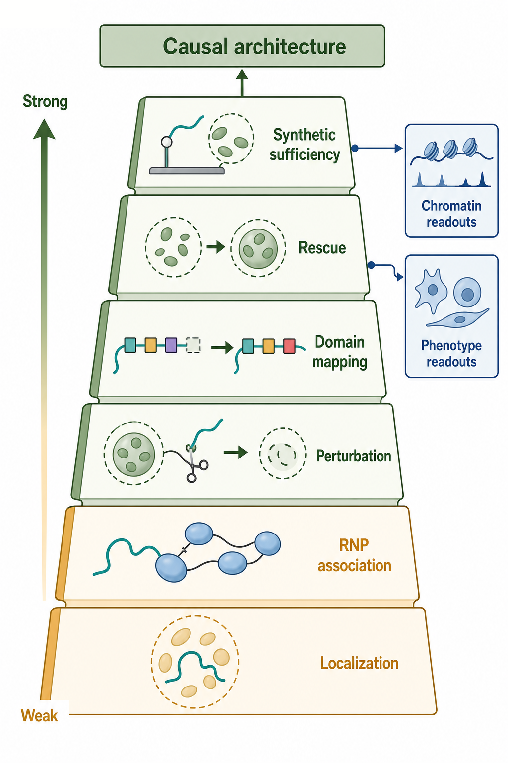 Figure 95.4. Evidence Ladder for Architectural RNA Causality