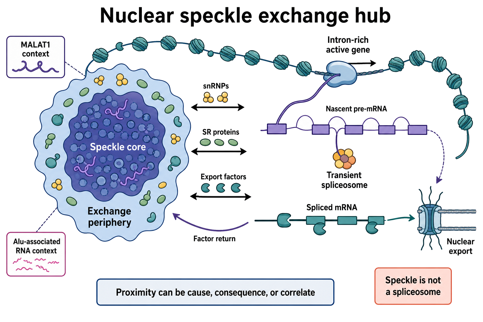 Figure 95.5. Nuclear Speckles as Exchange Hubs Near Active Transcription Neighborhoods