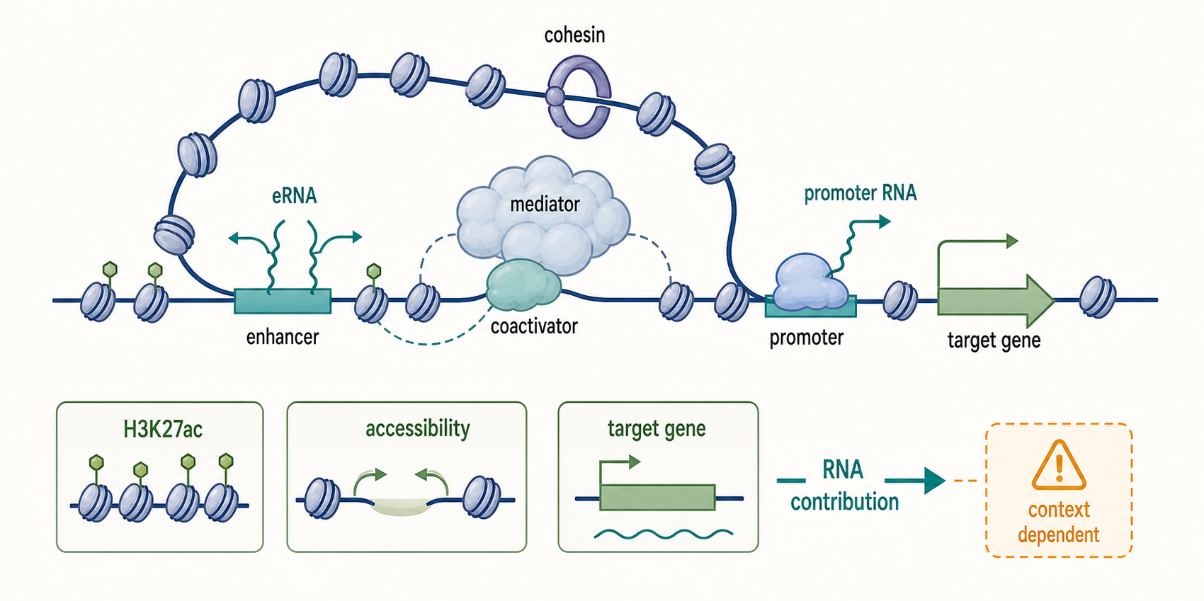 Figure 96.2. Enhancer and Promoter RNA Mechanisms in Chromatin-Loop Regulation