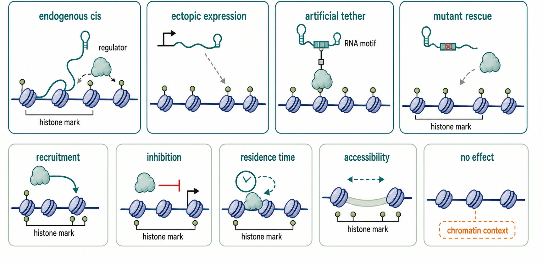 Figure 96.3. RNA Tethering and Chromatin-Regulatory Outcomes