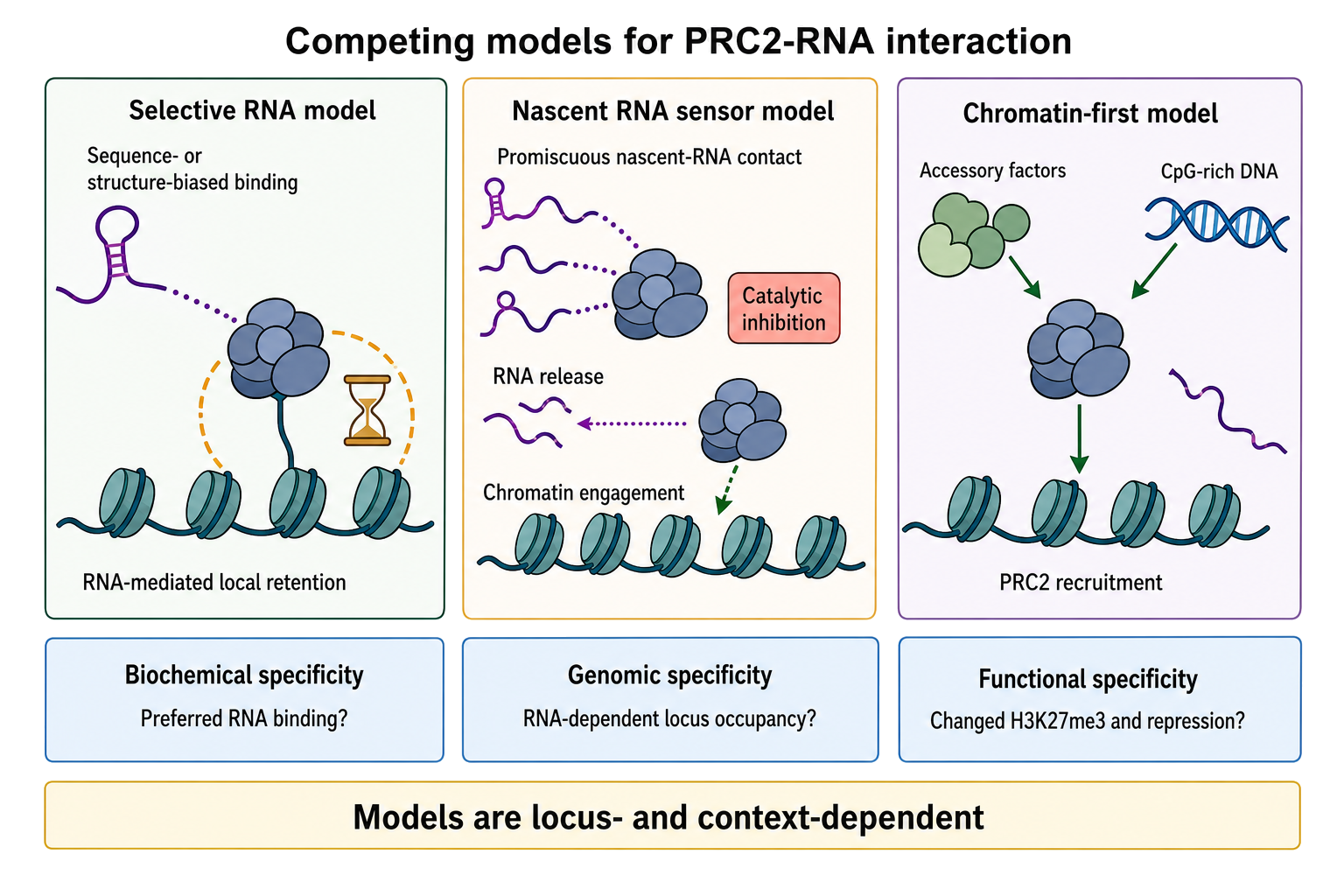Figure 96.5. Competing Models for PRC2-RNA Interaction and Specificity