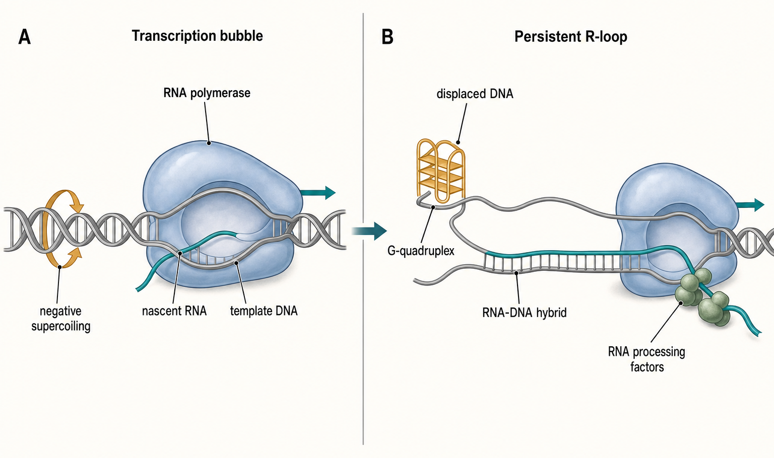 Figure 97.1. Formation and stabilization of an R-loop