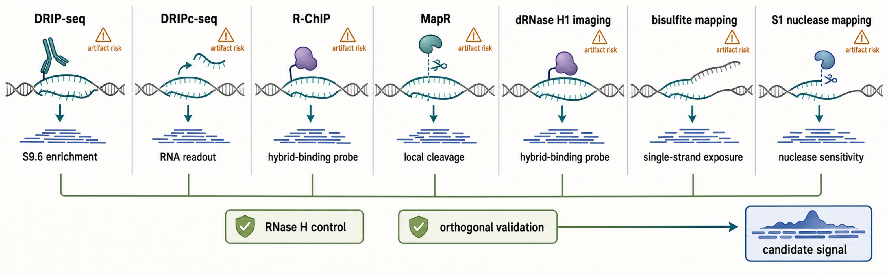 Figure 97.2. R-loop mapping methods and artifacts