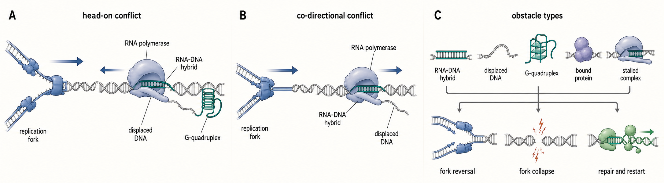Figure 97.3. R-loops at transcription-replication conflicts