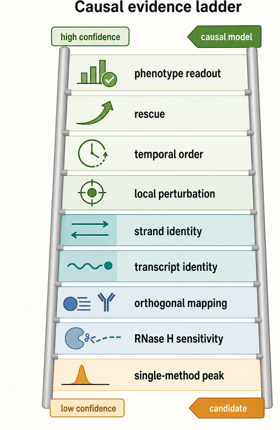 Figure 97.4. Causal evidence ladder for R-loop claims