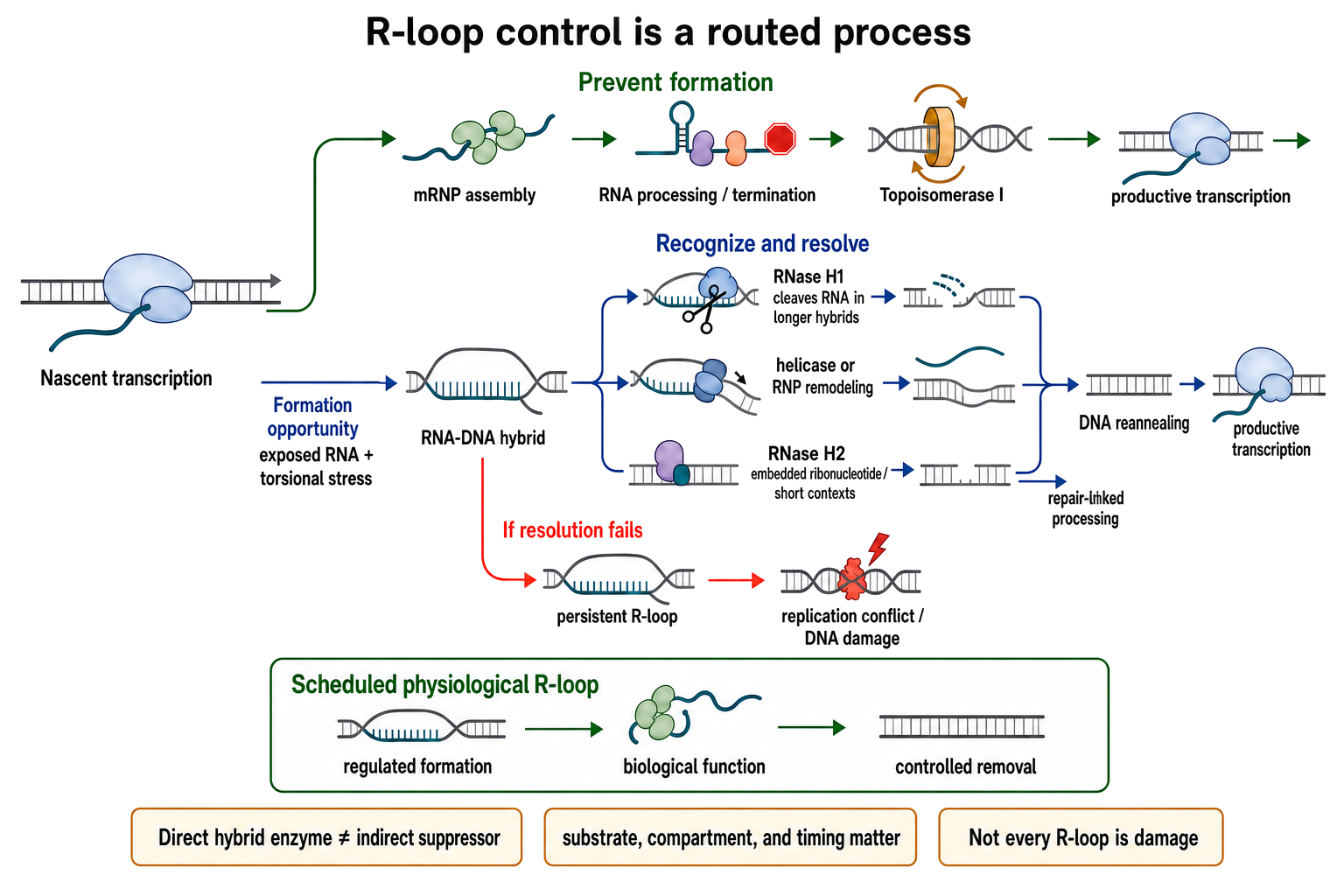 Figure 97.5. R-loop prevention, recognition, and resolution pathways