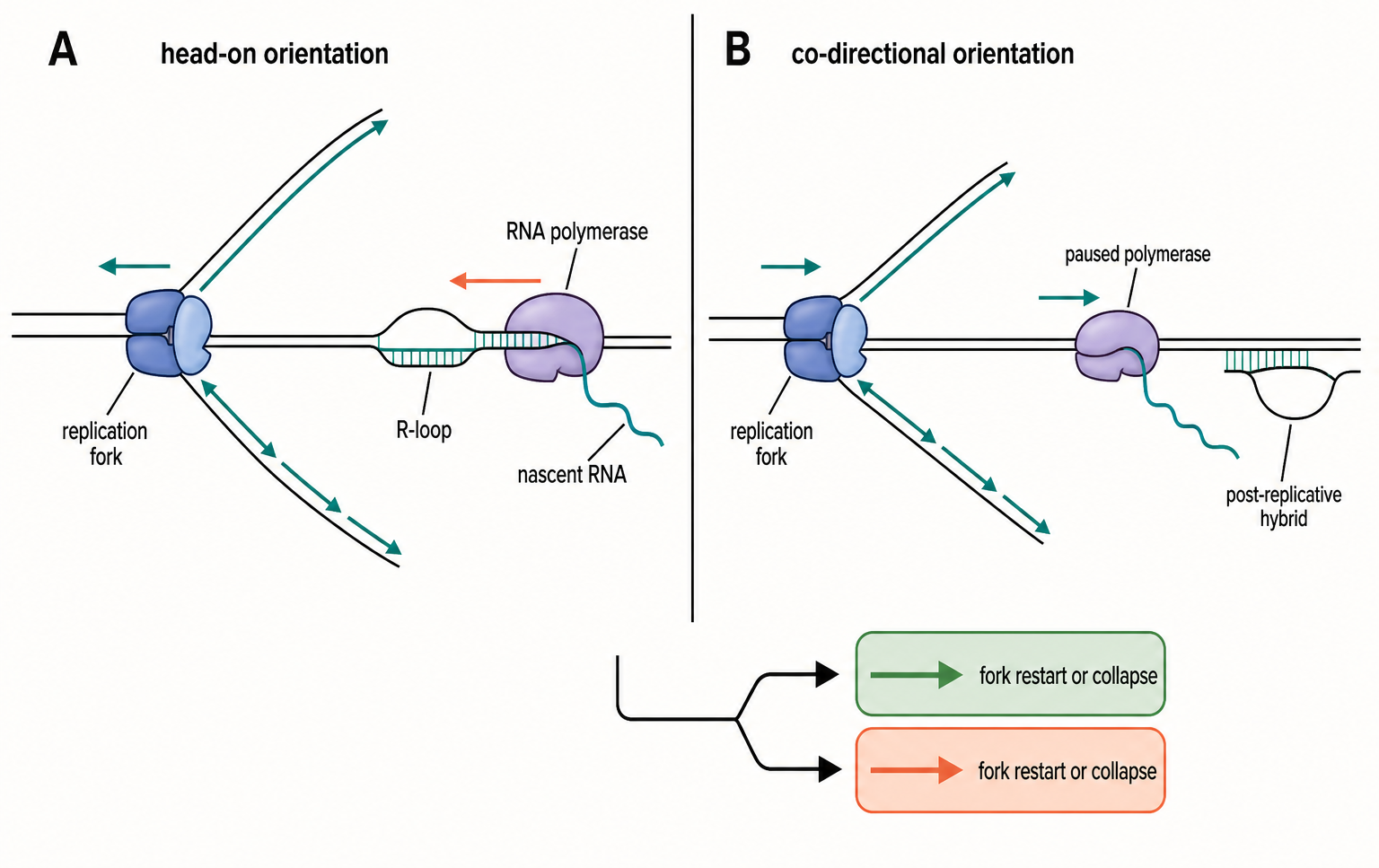 Figure 98.1. Orientation and anatomy of transcription-replication conflicts