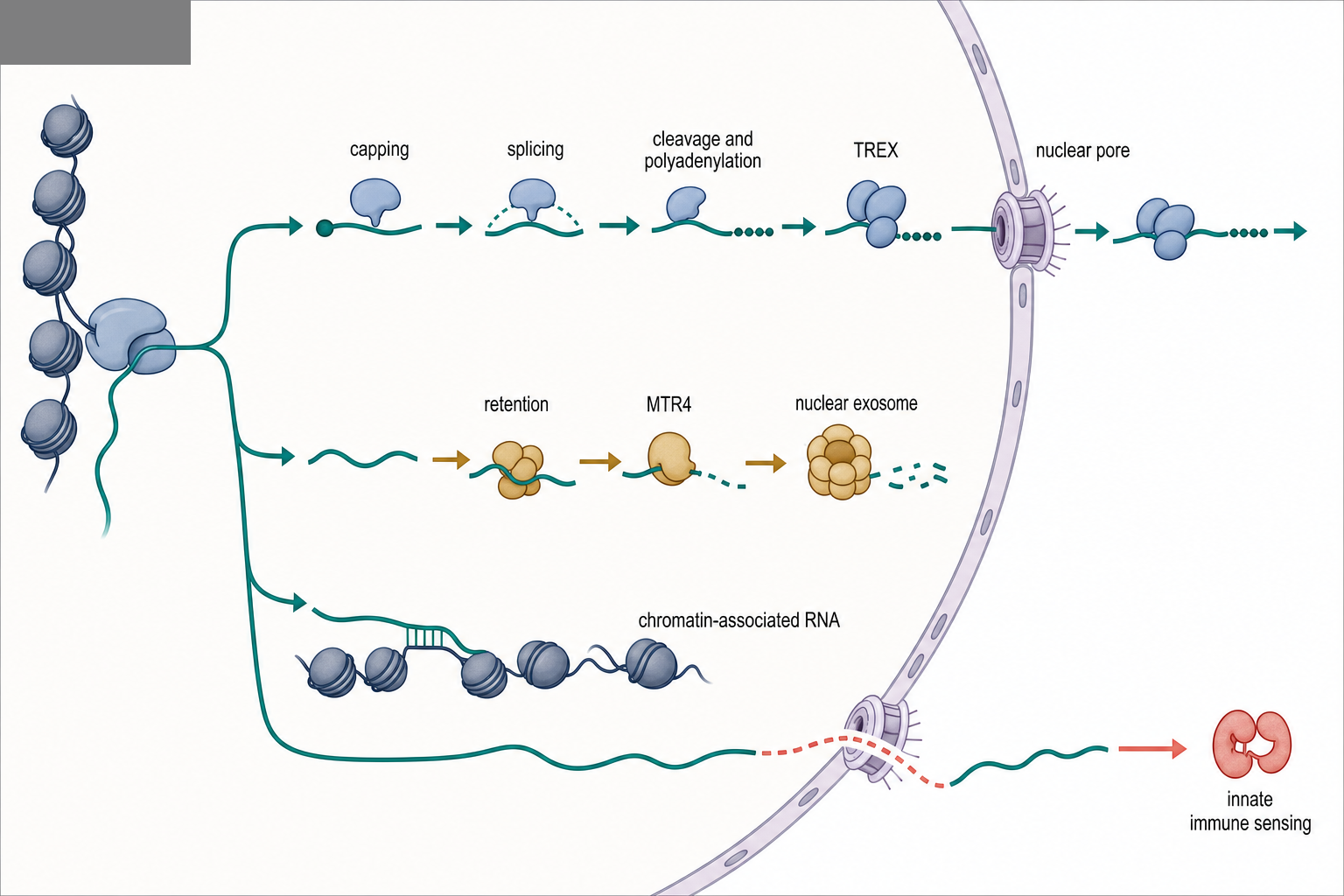 Figure 98.3. Nuclear sentry systems route RNA away from genome hazards