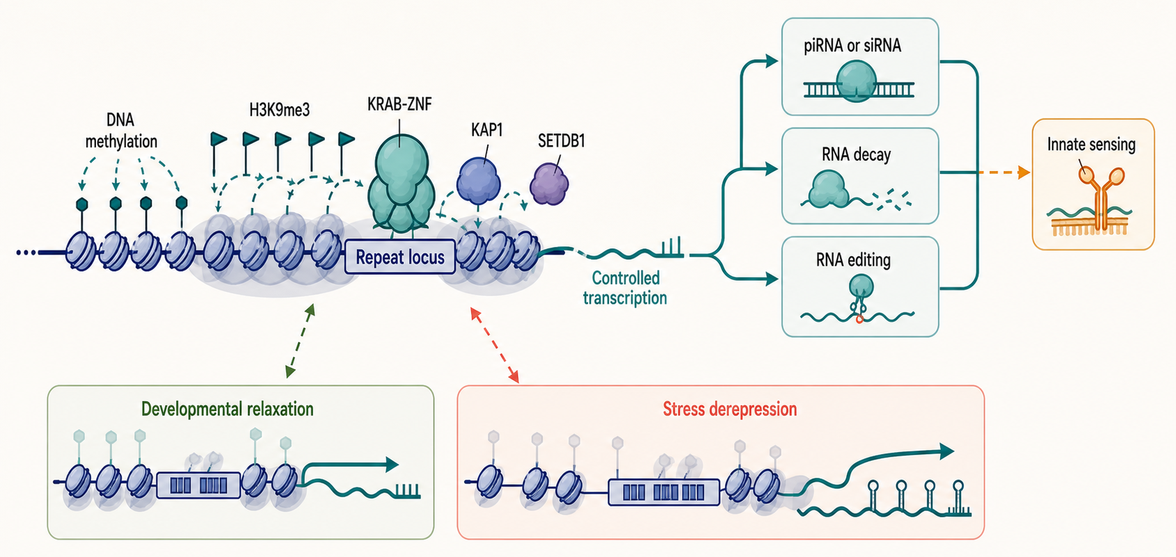 Figure 99.1. Layered host repression and context-dependent release