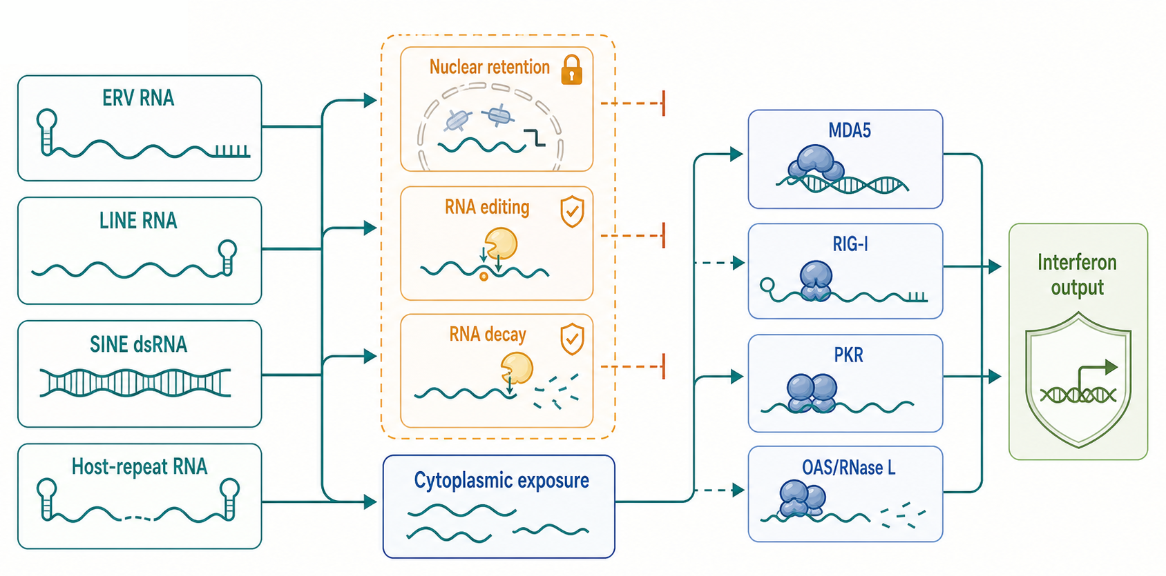 Figure 99.2. Causal chain from repeat-derived RNA to innate immune consequence