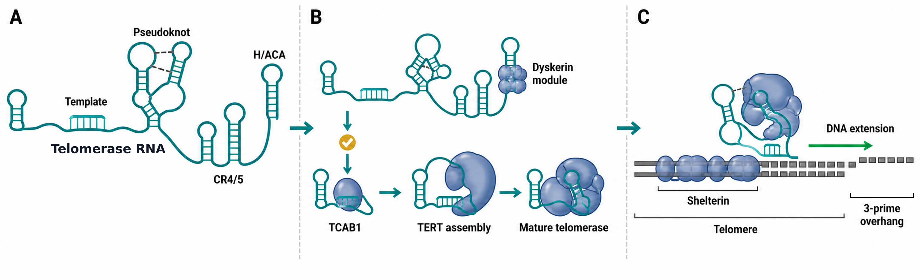 Figure 100.1. Telomerase RNA as template, scaffold, and maturation substrate