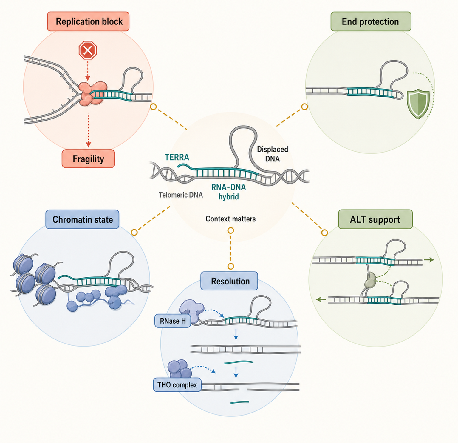Figure 100.2. Context-dependent outcomes of TERRA RNA-DNA hybrids
