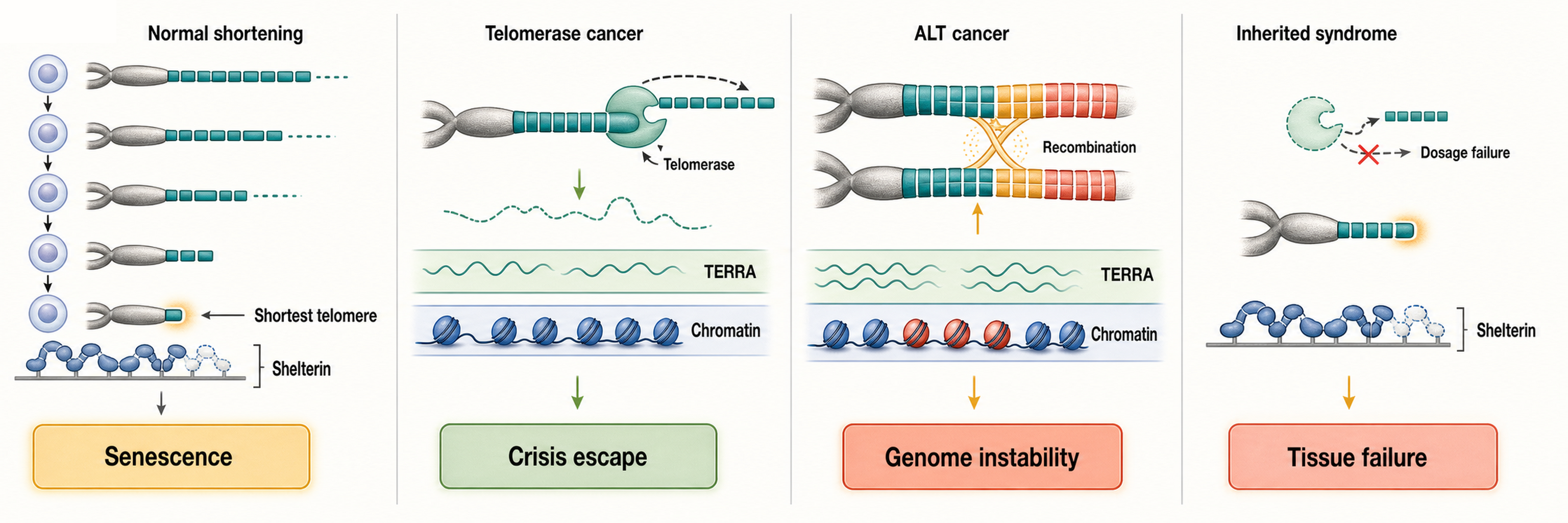 Figure 100.3. Telomere maintenance routes in aging, cancer, ALT, and inherited syndromes