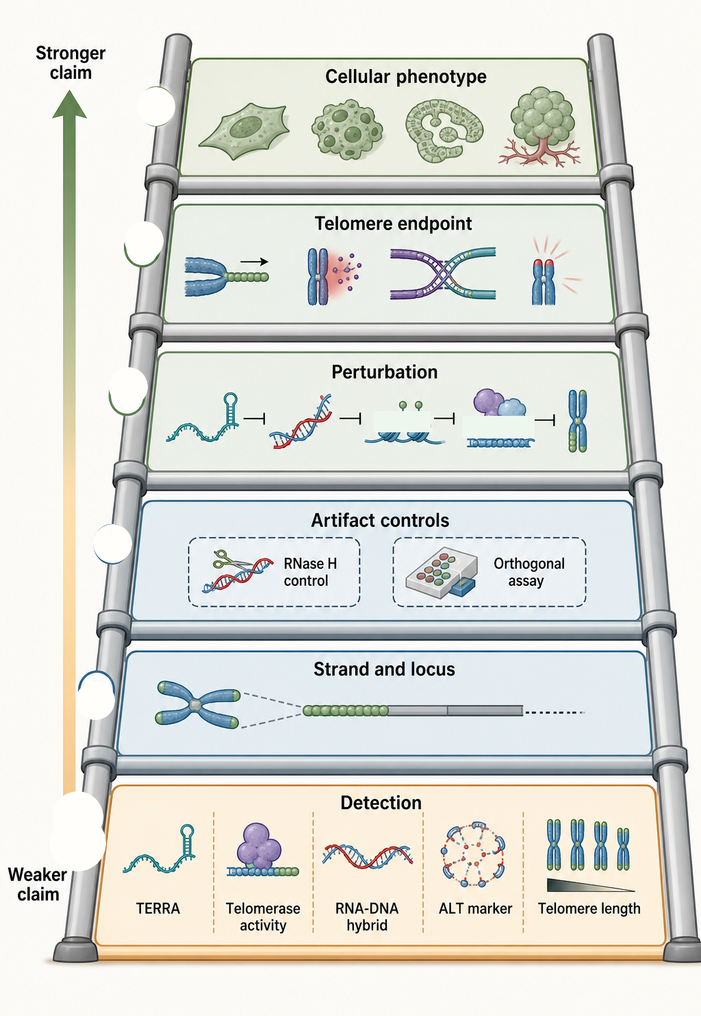 Figure 100.4. Evidence ladder for telomeric RNA and telomere-length claims