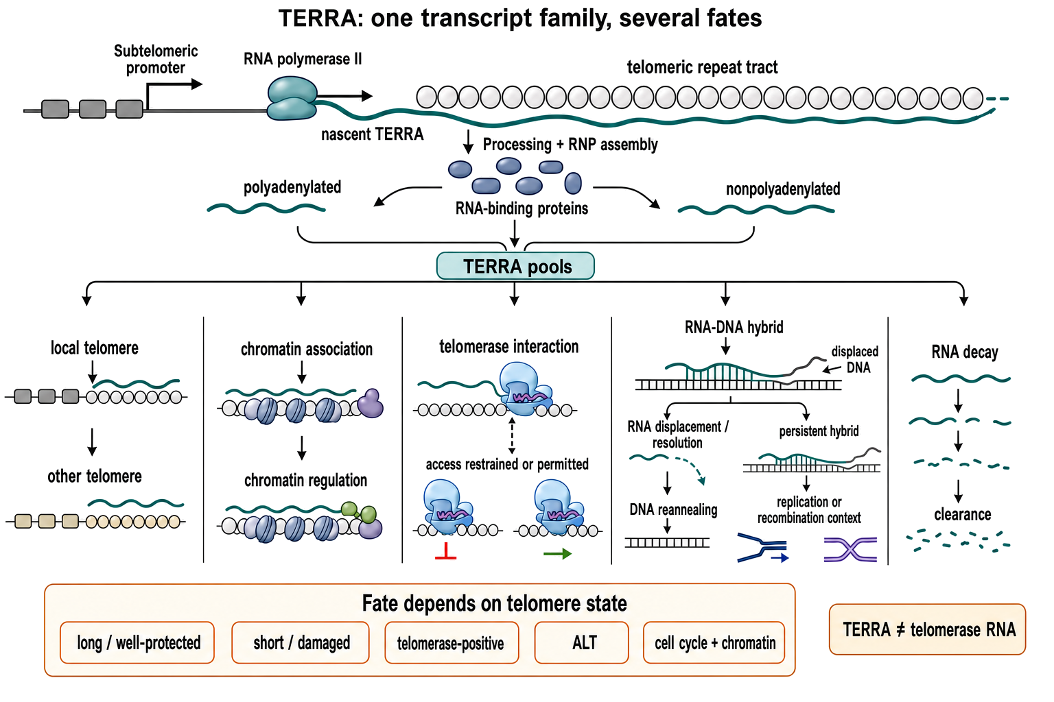 Figure 100.5. TERRA biogenesis and alternative fates at a telomere
