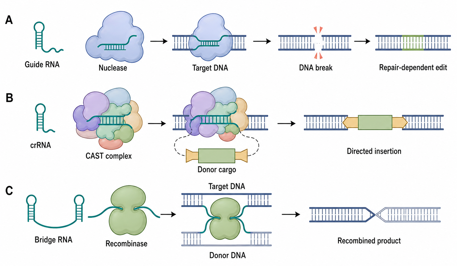 Figure 101.1. RNA-guided routes to DNA mobility and genome editing