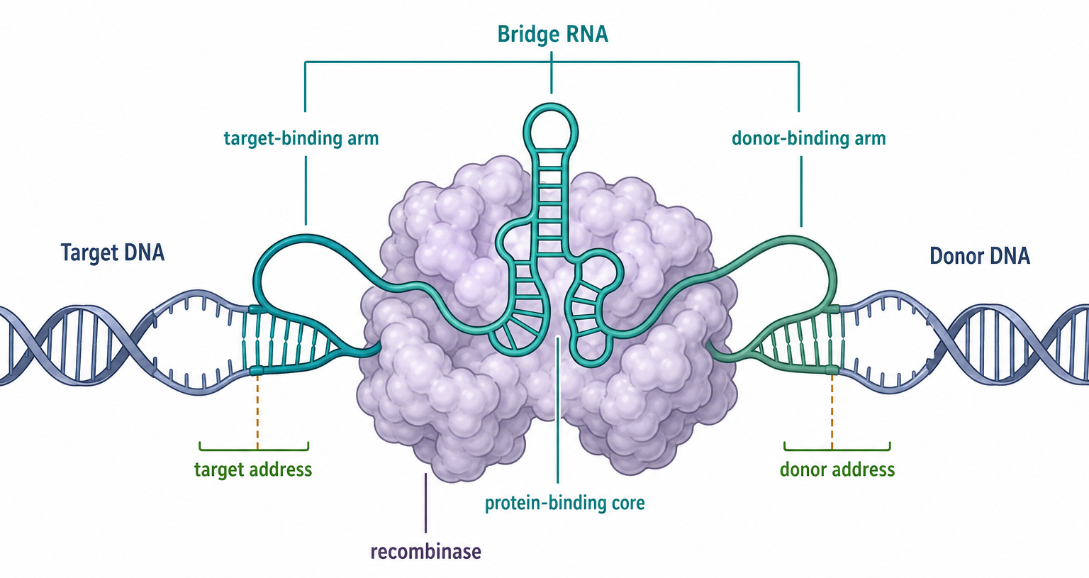 Figure 101.2. Bridge RNA architecture and dual-address target specification