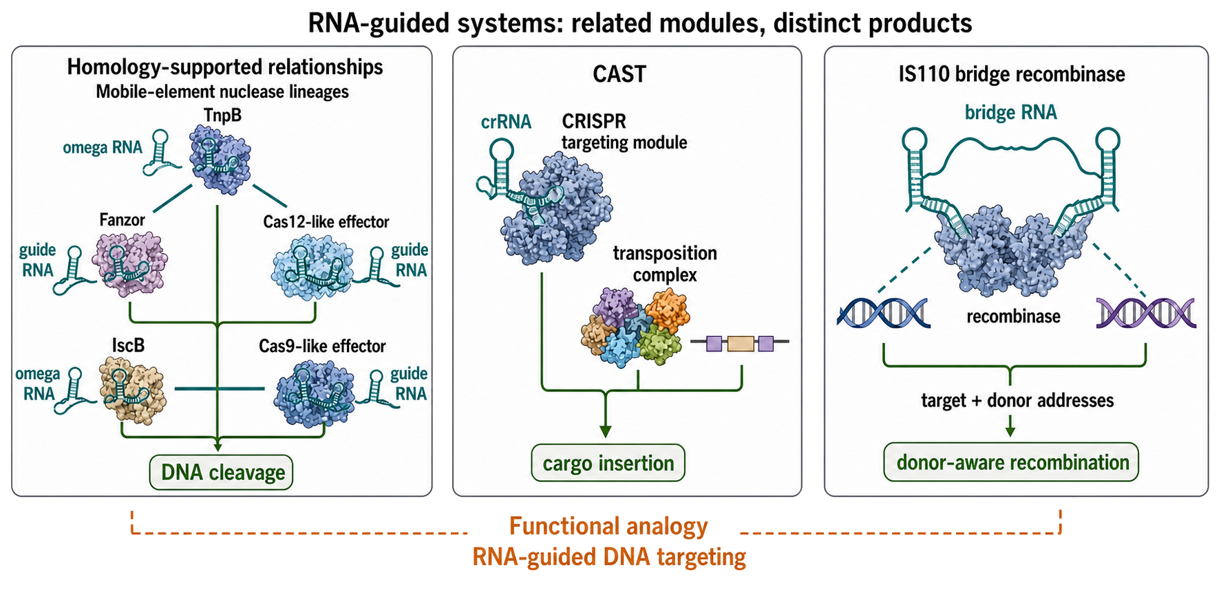 Figure 101.5. Evolutionary and mechanistic relationships among RNA-guided mobile-element systems