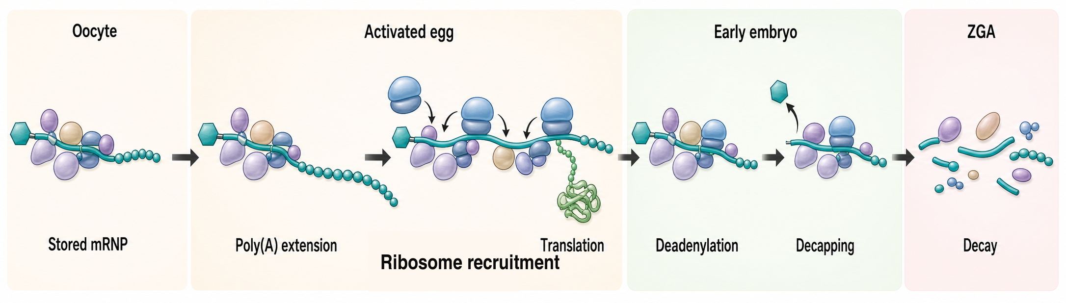 Figure 102.1. Maternal RNA lifecycle from storage to activation to clearance