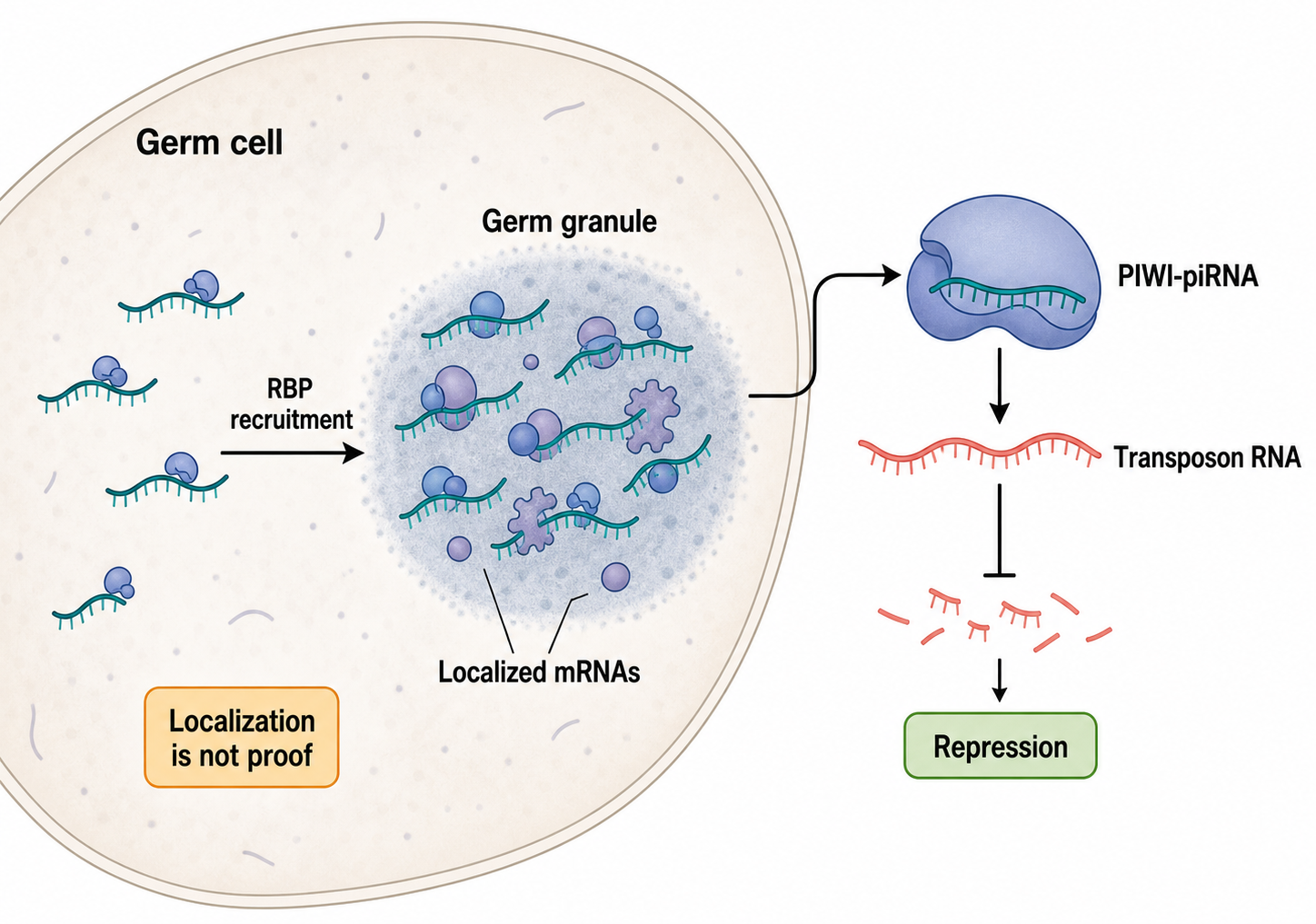 Figure 102.2. Germ-cell RNA regulation couples RNP granules with genome defense