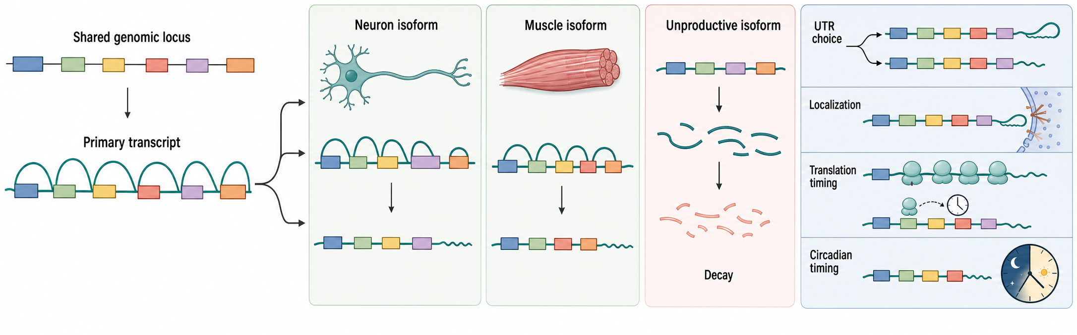 Figure 102.3. Tissue-specific RNA programs beyond transcription