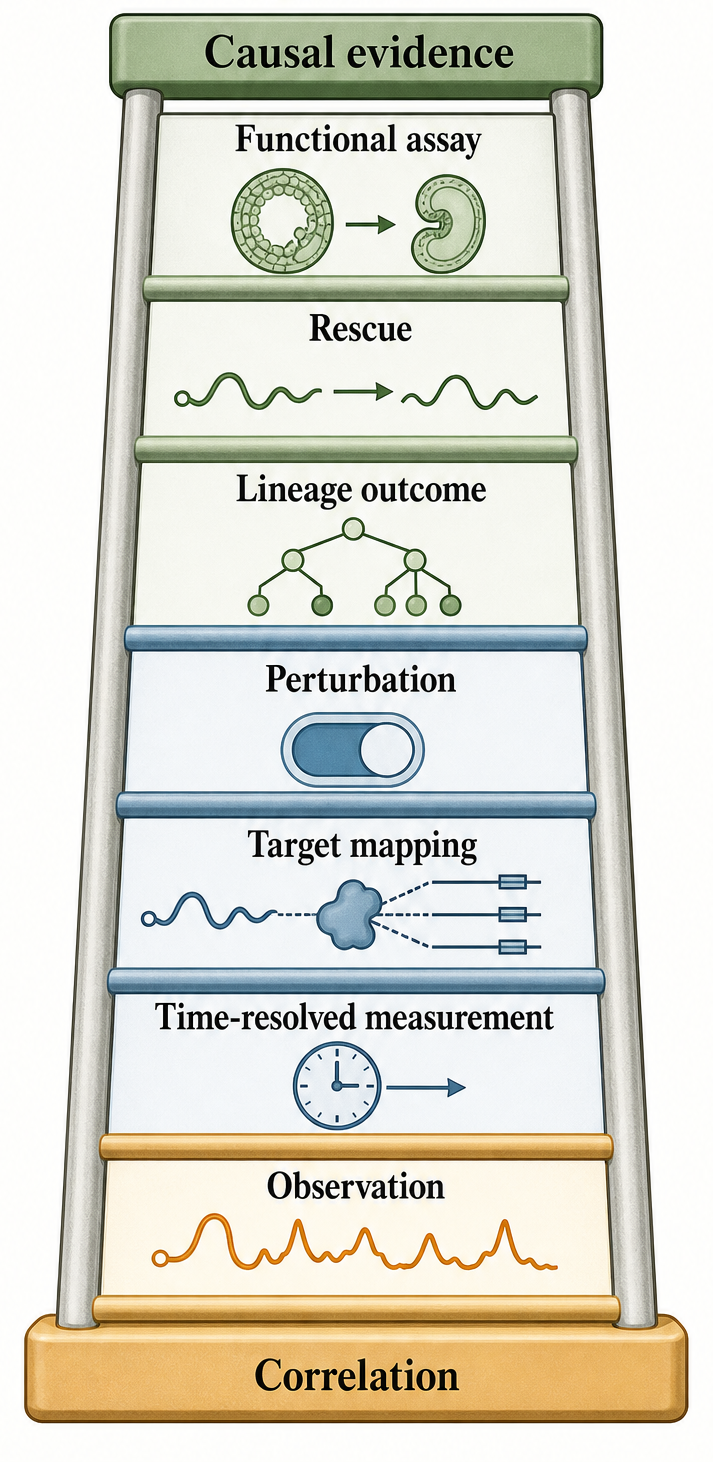 Figure 102.4. Evidence ladder for causal developmental RNA regulation