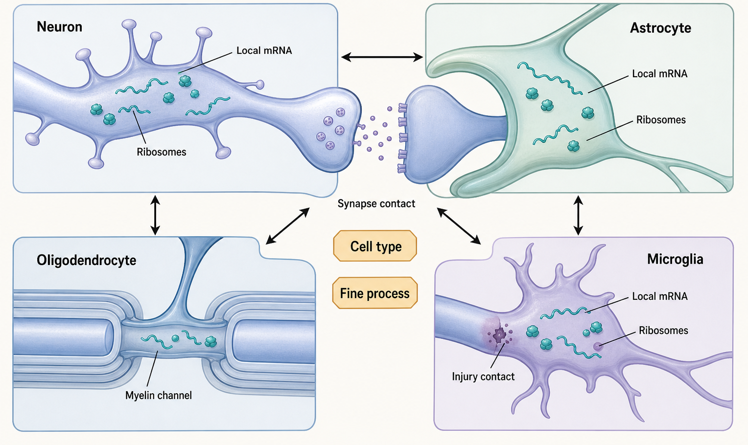 Figure 103.2. Spatial RNA regulation across neurons, astrocytes, oligodendrocytes, and microglia