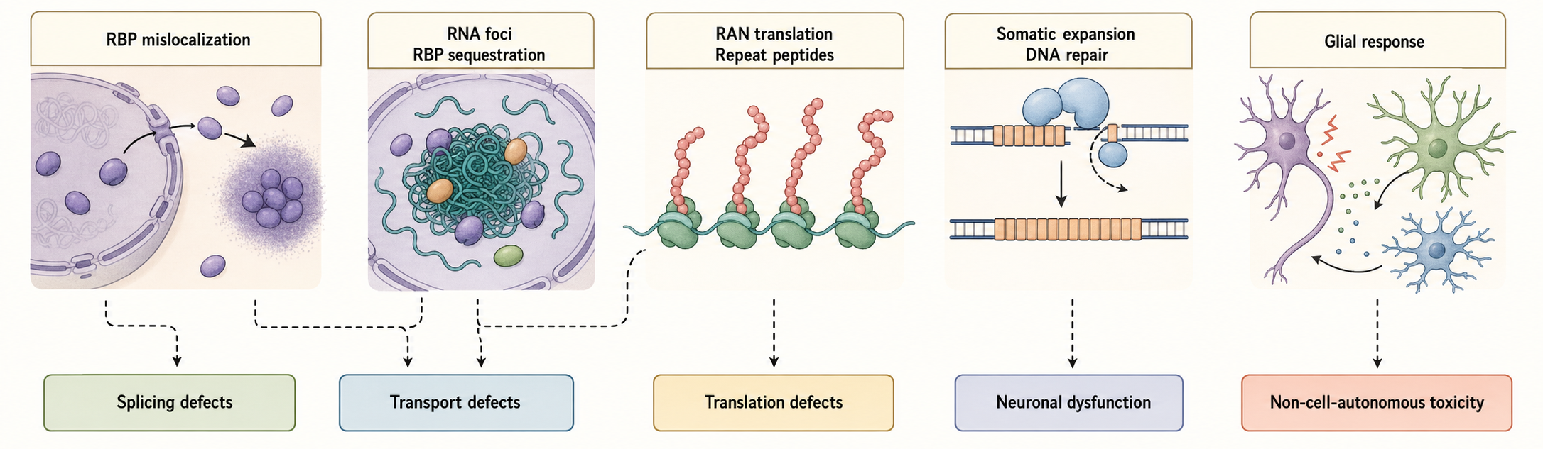 Figure 103.4. RNA-centered mechanisms in neurodegenerative repeat and RBP disease