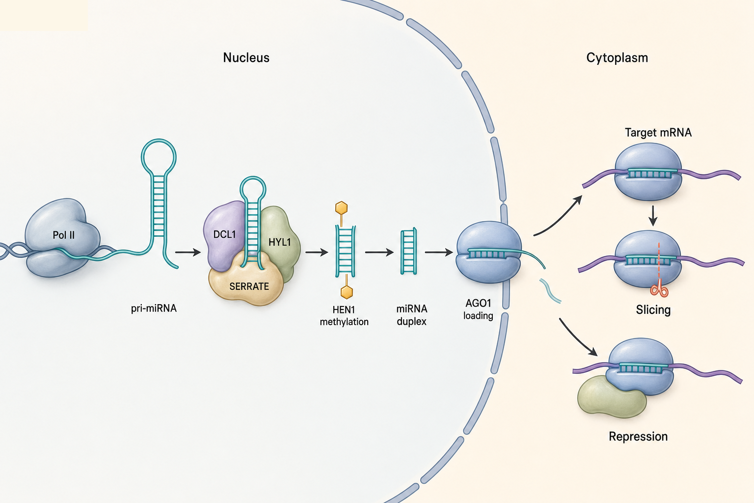 Figure 104.1. Plant miRNA maturation and Argonaute loading